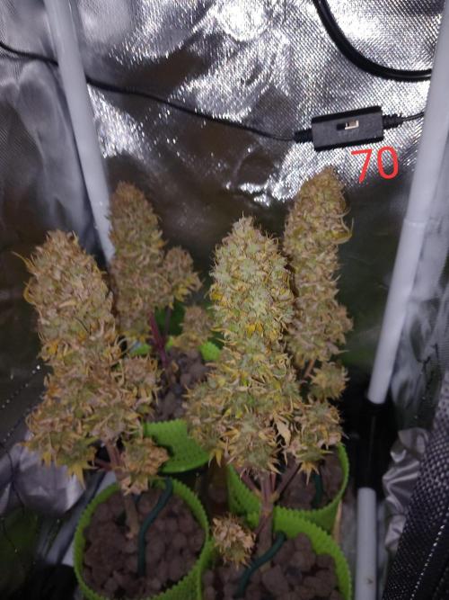 4 Mikromachine Auto Unbeliveble micro growbox Masterseeds!!. Week 9