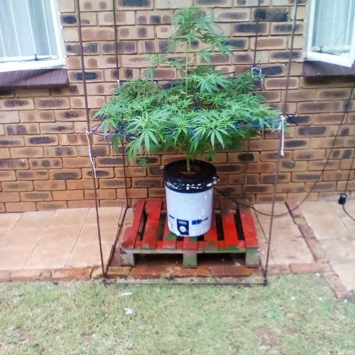 First Grow. Week 2 - I love hydro