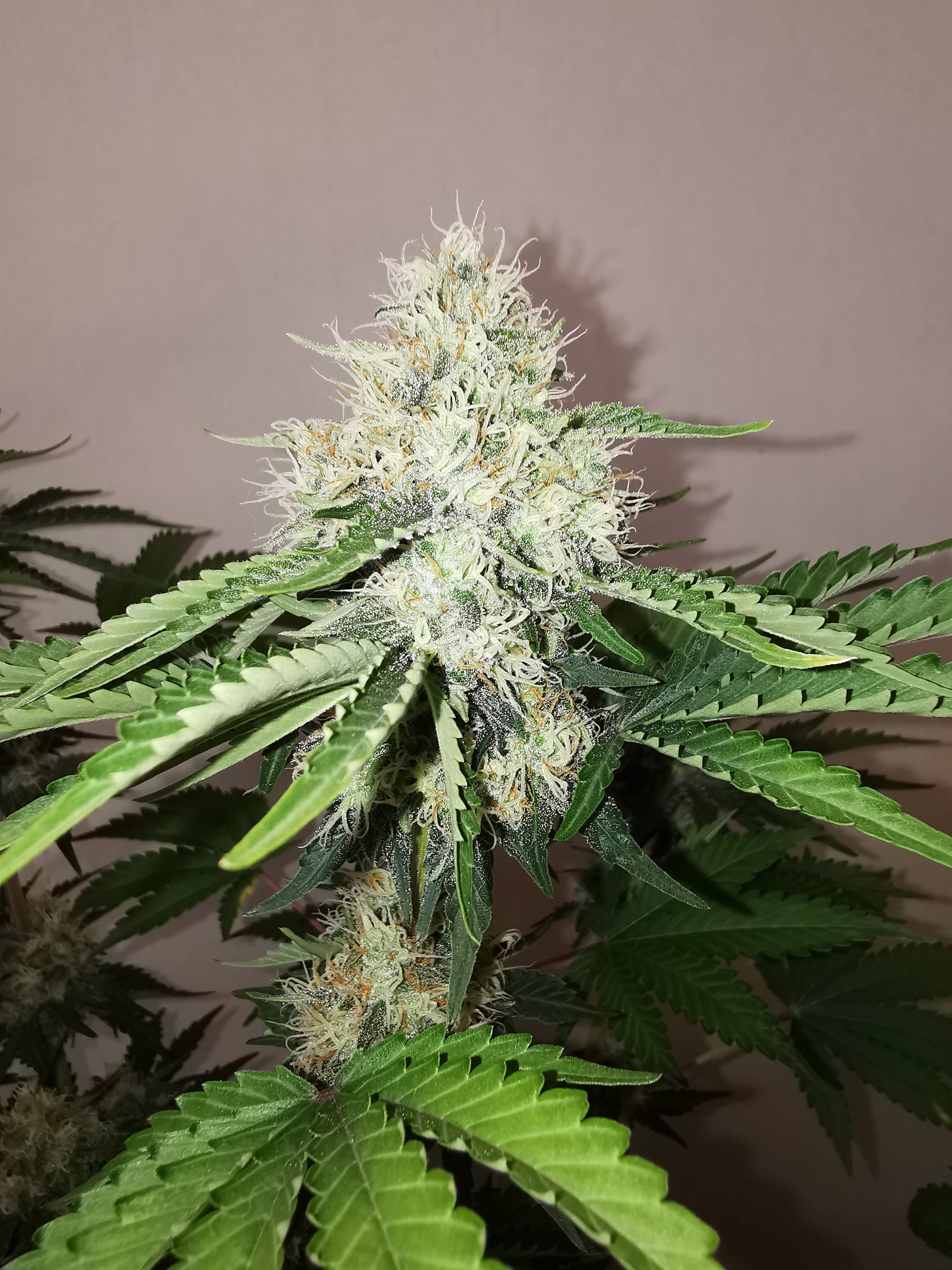 Dutch Passion Banana Blaze grow diary (journal) week9 by Trichsteppin