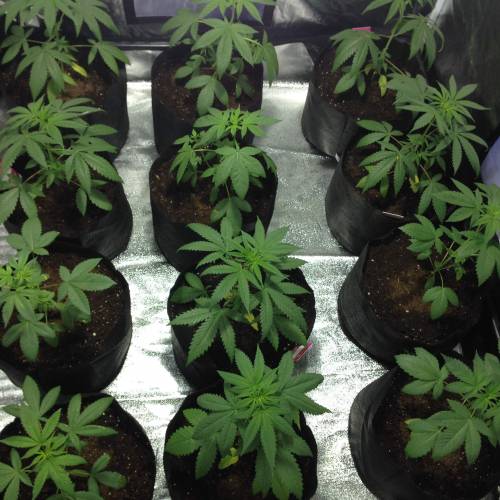 Canary Island. Week 4