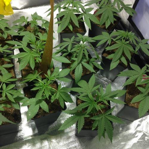 Canary Island. Week 4