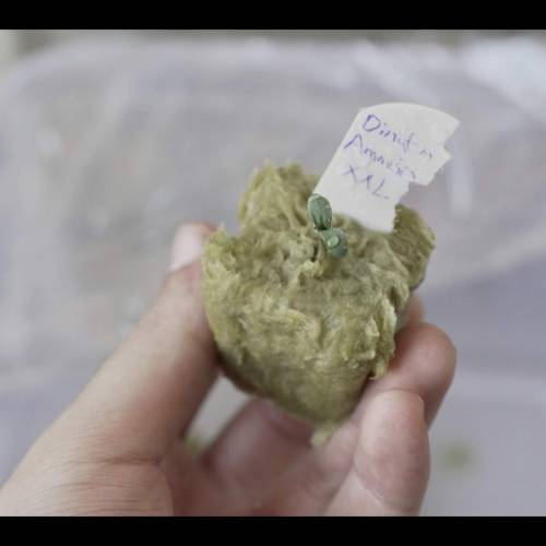 Super Stealth Grow. Week 1 - Day 1