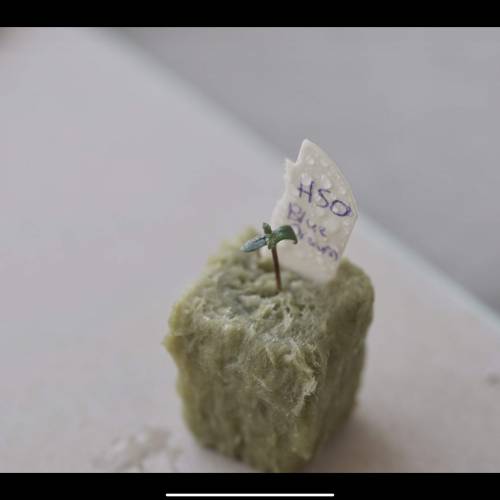 Super Stealth Grow. Week 1 - Day 1