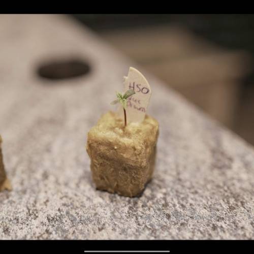 Super Stealth Grow. Week 1 - Day 3