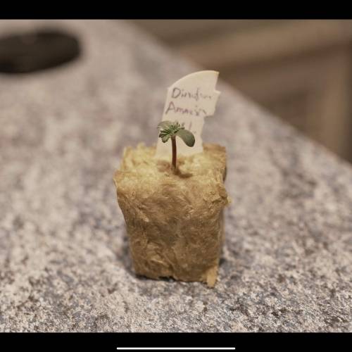 Super Stealth Grow. Week 1 - Day 3