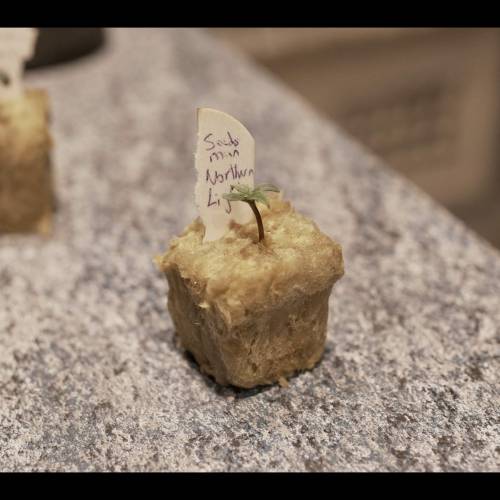 Super Stealth Grow. Week 1 - Day 3. 