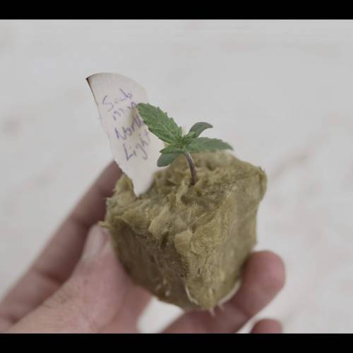 Super Stealth Grow. Week 1 - Day 5. 