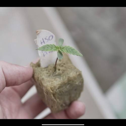 Super Stealth Grow. Week 1 - Day 5. 