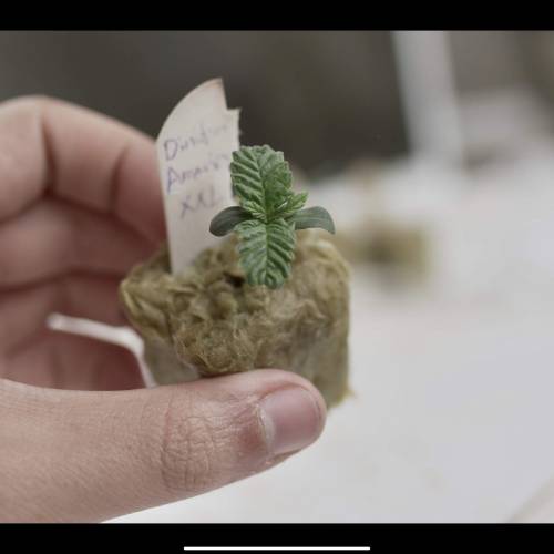 Super Stealth Grow. Week 1 - Day 5. 