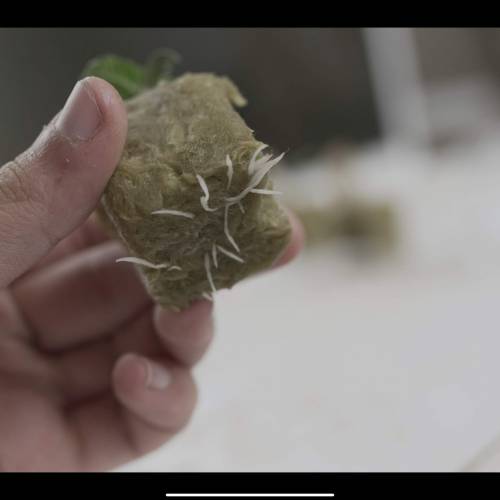 Super Stealth Grow. Week 1 - Day 5. Morning root development. 