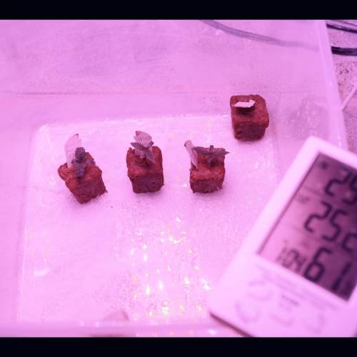 Super Stealth Grow. Week 1 - All in their comfy home