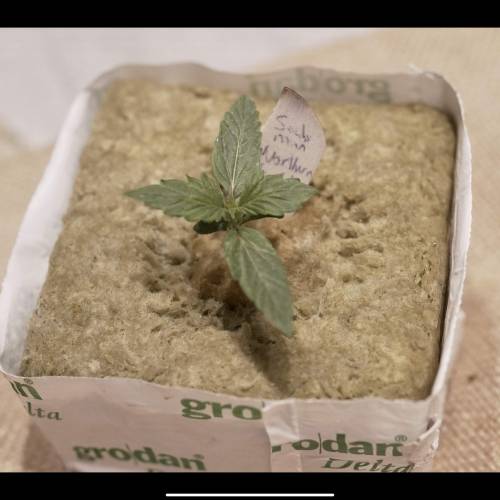 Super Stealth Grow. Week 1 - Day 7. 