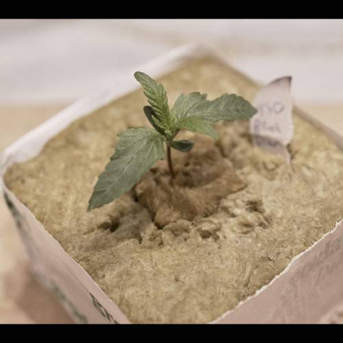 Super Stealth Grow. Week 1 - Day 7. 