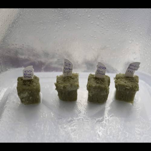 Super Stealth Grow. Week 1 - Day 0. Placed inside pre soaked RO water rockwool cube. 
