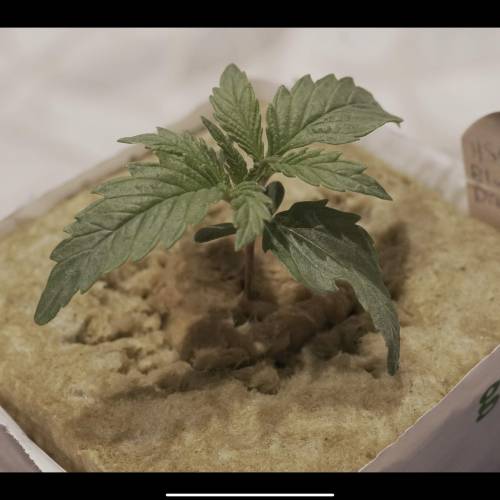 Super Stealth Grow. Week 2 - Day 10