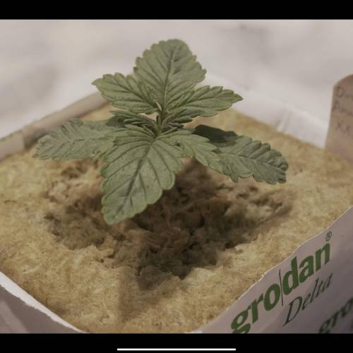 Super Stealth Grow. Week 2 - Day 10. Veins really showing the health and strength of the young seedlings. 