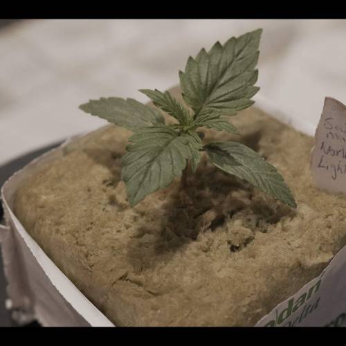 Super Stealth Grow. Week 2 - Day 10 18/03/2020. Lights dropped to 20cm as they seem tough. 