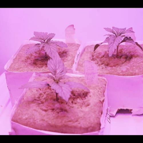 Super Stealth Grow. Week 2 - Day 10. 