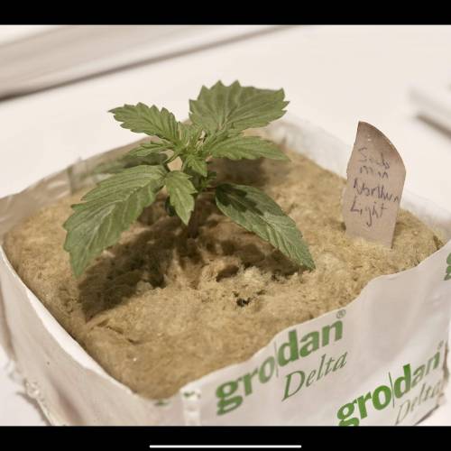 Super Stealth Grow. Week 2 - Day 11. 