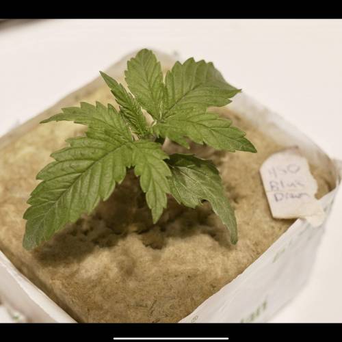 Super Stealth Grow. Week 2 - Day 11. 