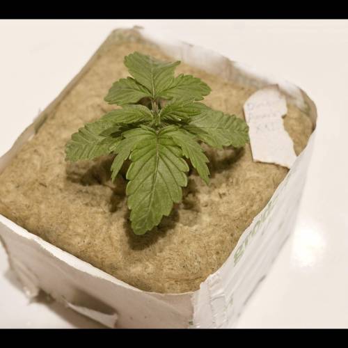 Super Stealth Grow. Week 2 - Day 11. 