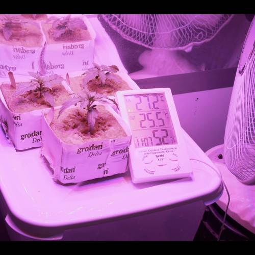 Super Stealth Grow. Week 2 - Day 11. Under the grow light photo