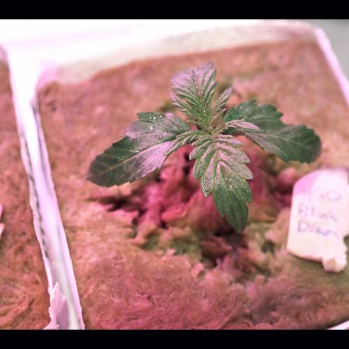 Super Stealth Grow. Week 2 - Day 8. 