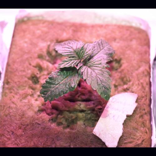 Super Stealth Grow. Week 2 - Day 8. 