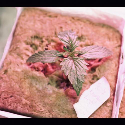 Super Stealth Grow. Week 2 - Day 8. 