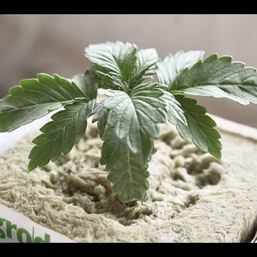 Super Stealth Grow. Week 2 - Day 13. Dinafem Amnesia XXL Auto