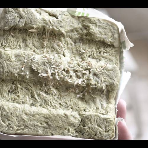 Super Stealth Grow. Week 2 - Day 13 Roots air pruned to bulk up in hydro 