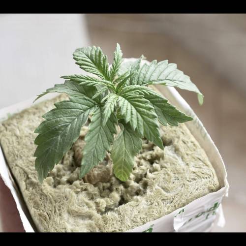 Super Stealth Grow. Week 2 - Day 13. HSO Blue dream Auto