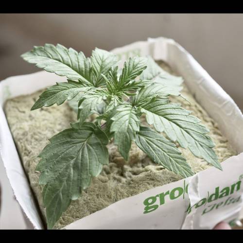 Super Stealth Grow. Week 2 - Day 13. Seedsman Northern Lights Auto