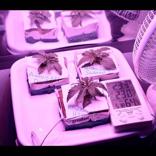 Super Stealth Grow. Week 2 - Day 13. First day in hydro 