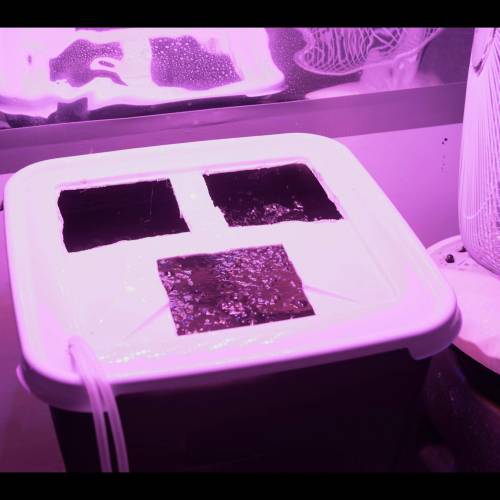Super Stealth Grow. Week 2 - Small hydro container ready. Oxygenated water 