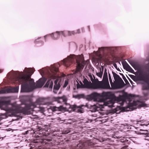 Super Stealth Grow. Week 2 - Day 14. Roots exploding after air pruning for a few days in rockwool. 