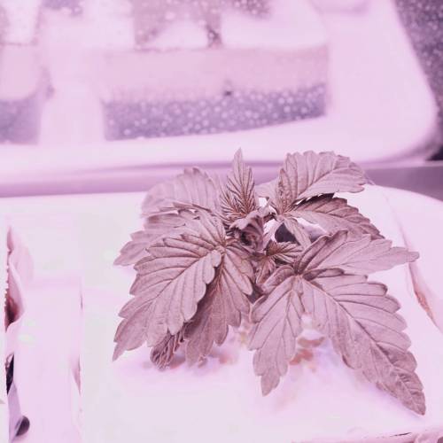 Super Stealth Grow. Week 2 - Day 14. Dinafem Amnesia XXL Auto