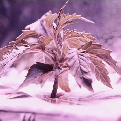 Super Stealth Grow. Week 2 - Day 14. HSO Blue Dream Auto