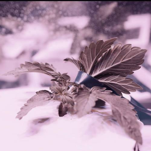 Super Stealth Grow. Week 3 - Day 15. Dinafem Amnesia XXL