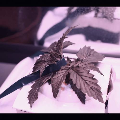 Super Stealth Grow. Week 3 - Day 15. Seedsman Northern Lights