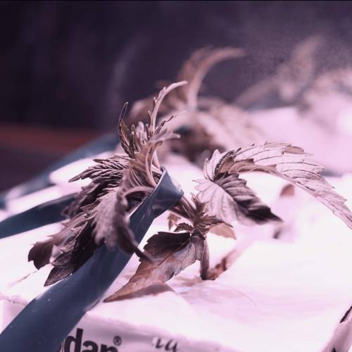 Super Stealth Grow. Week 3 - Day 15. HSO Blue Dream Auto