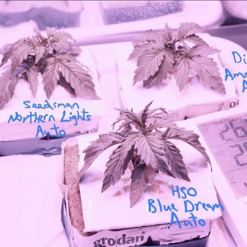 Super Stealth Grow. Week 2 - Day 14. Looking really happy in hydro. 22/03/20