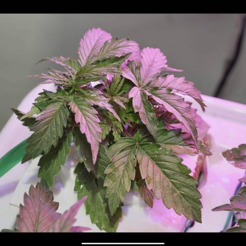 Super Stealth Grow. Week 3 - D18 Seedsman Northern Lights. Metal Halide 400W lamp is on. 