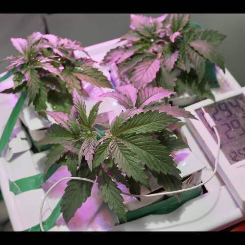 Super Stealth Grow. Week 3 - D18. All three are getting very bushy.