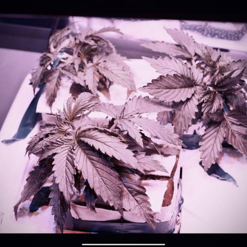 Super Stealth Grow. Week 3 - D18 night time. Its currently a veg battle between Blue Dream 