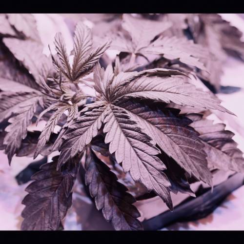 Super Stealth Grow. Week 3 - D18 Blue Dream