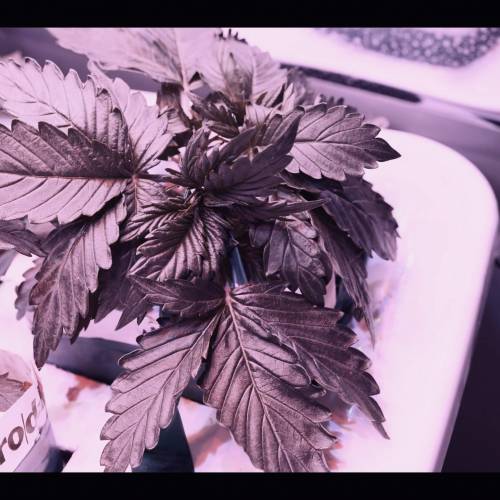 Super Stealth Grow. Week 3 - D18 Amnesia XXL