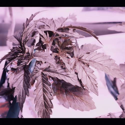 Super Stealth Grow. Week 3 - D18 Northern Lights