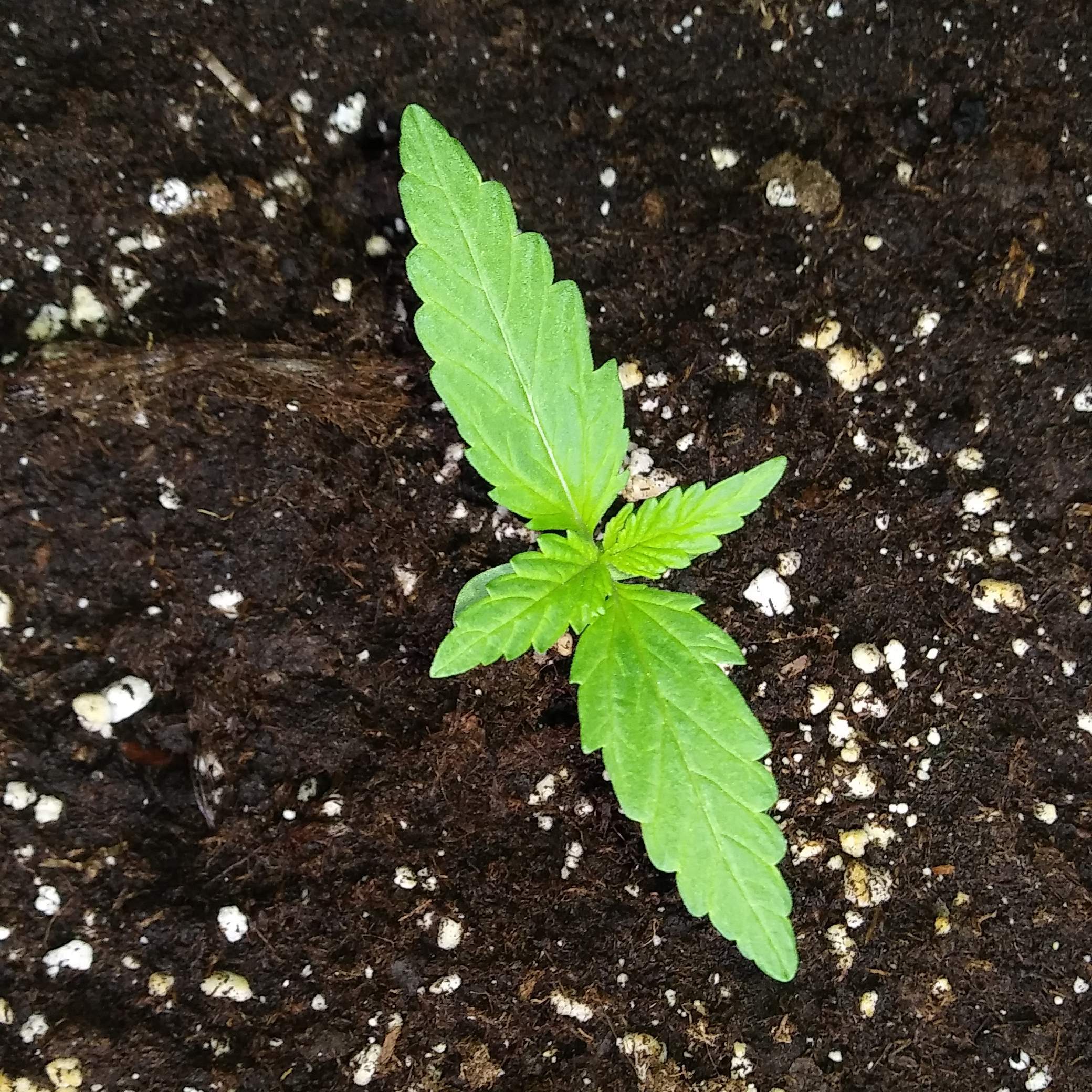 Zamnesia Seeds Girl Scout Cookies grow diary (journal) week2 by