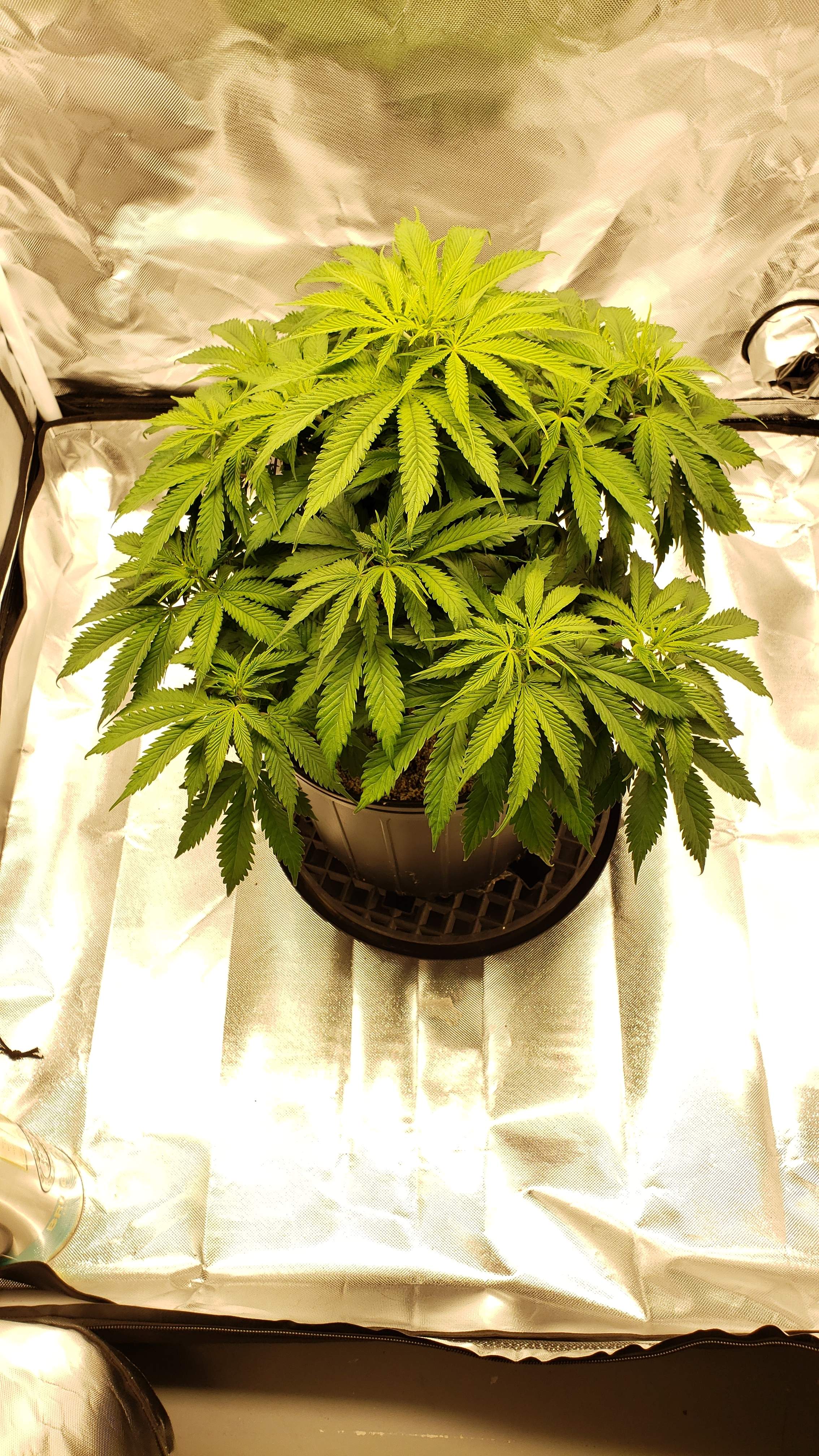 Sensi Seeds Northern Lights grow journal week7 by GrowHound GrowDiaries